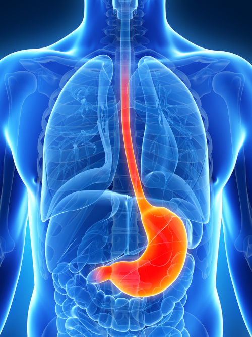 O estômago é uma parte dilatada do sistema digestório que realiza a conexão entre esôfago e intestino delgado.
