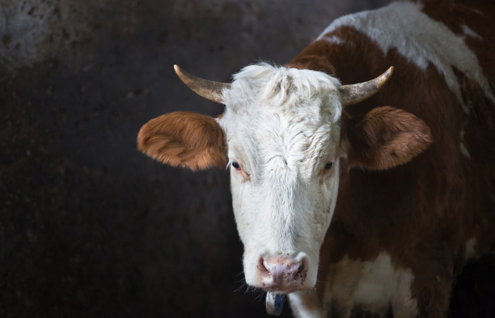 A doença da vaca louca é causada por príon.