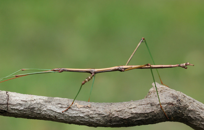 O bicho-pau é o nome popular dado a um inseto que se assemelha a um graveto.