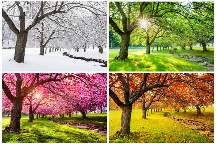 Esquema de imagens representativas das quatro estações do ano