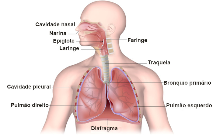 Esquema ilustrativo didático sobre os órgãos do sistema respiratório humano