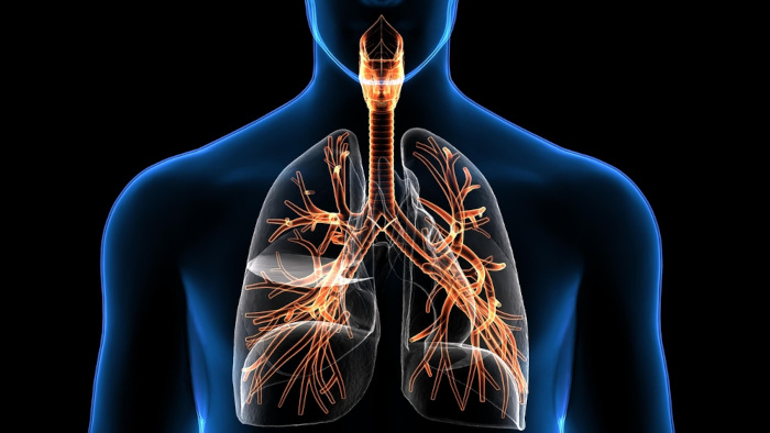 Representação do sistema respiratório.