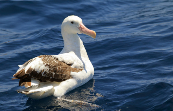 O albatroz é uma ave marinha oceânica.