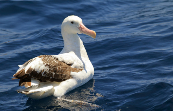 Albatroz-gigante está presente durante todo o ano em mares brasileiros