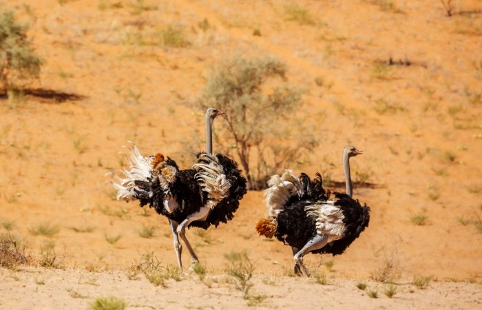 A avestruz é uma ave que apresenta alta velocidade, atingindo cerca de 70 km/h.