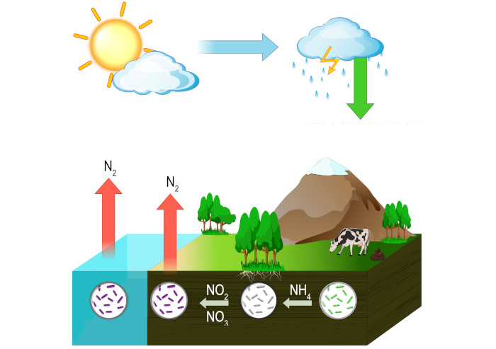 Bactérias nitrificantes que participam do ciclo do nitrogênio realizam quimiossíntese.