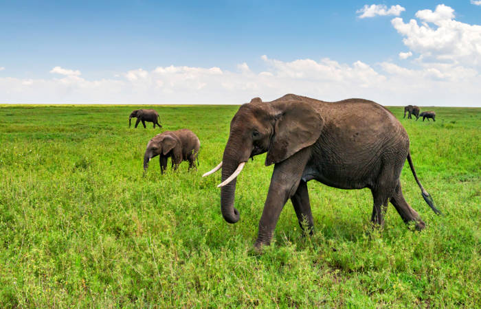 Elefantes-africanos-de-floresta em um ambiente de pastagem.
