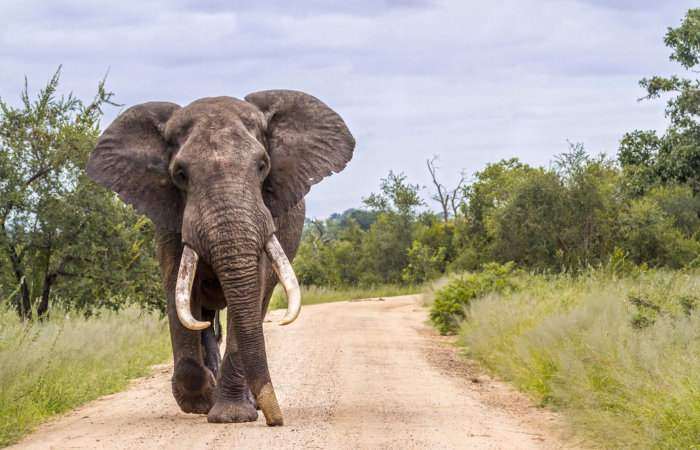 O elefante-africano-de-savana é o maior mamífero terrestre do mundo.