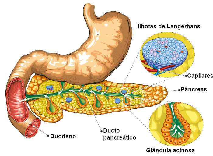 Ilustração da estrutura do pâncreas.