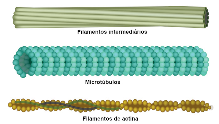  Ilustração dos três filamentos que compõem o citoesqueleto.