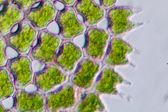 Fitoplâncton ao microscópio