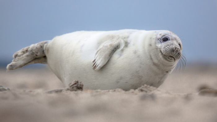 As focas são animais que apresentam pescoço curto e corpo fusiforme arredondado.