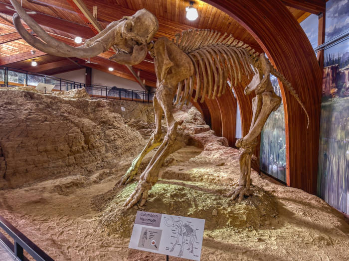 Fóssil de mamute em um museu da Dakota do Sul, nos Estados Unidos.