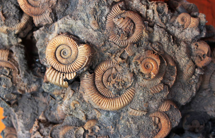Fósseis são evidências da evolução das espécies.