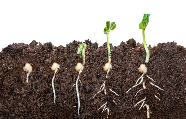 Durante a germinação, a primeira estrutura a emergir da semente é a raiz.
