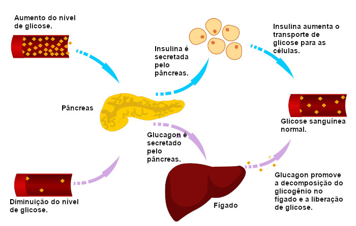  Ilustração da atuação da insulina e do glucagon.