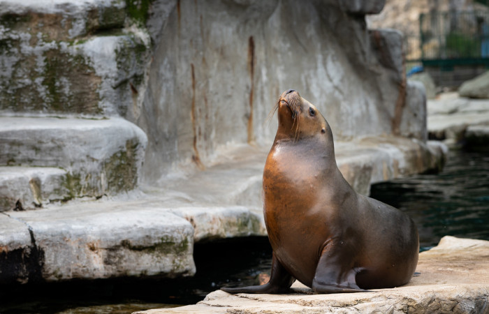 Leões-marinhos são pinípedes, assim como focas e morsas.