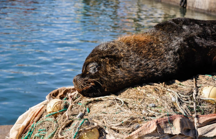 Leão-marinho dormindo sobre redes de pesca no porto de Mar del Plata.