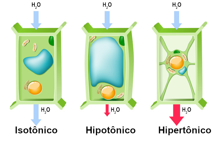Esquema ilustrativo do processo de osmose em célula vegetal em diferentes concentrações de soluto