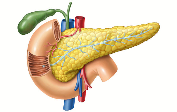 O pâncreas é uma glândula mista.