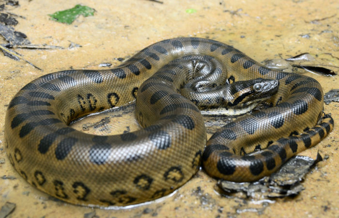 A sucuri é considera uma das maiores serpentes do mundo.