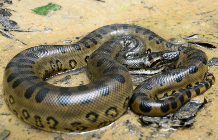 Vídeo: cobra venenosa mais comprida do mundo é filmada se