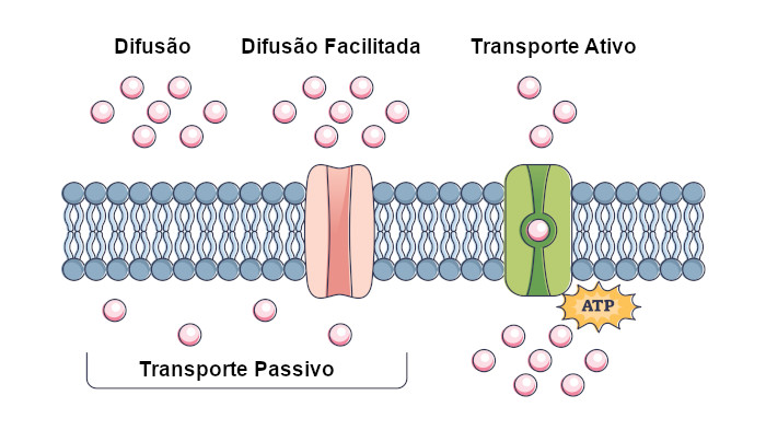 O Que é Difusão Simples E Facilitada