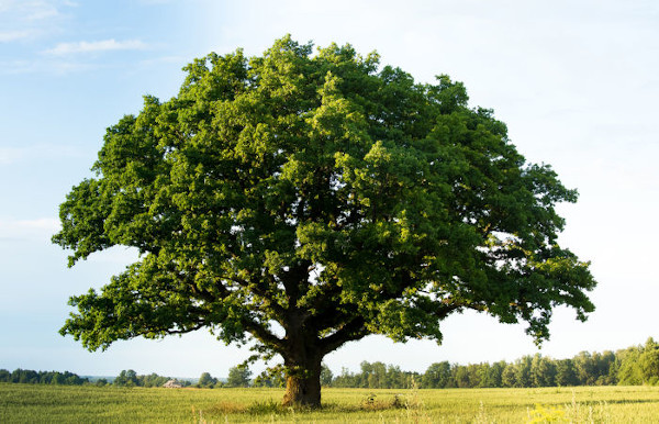 As árvores apresentam um tipo de caule chamado tronco, que se caracteriza por ser robusto e lenhoso.