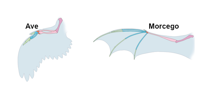 Ilustração da comparação entre a asa de uma ave e a asa de um morcego.