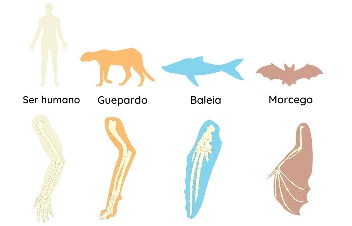  Ilustração da comparação do membro anterior do ser humano, do guepardo, da baleia e do morcego.