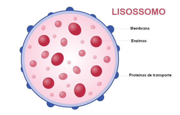 O lisossomo é uma estrutura esférica rica em enzimas.