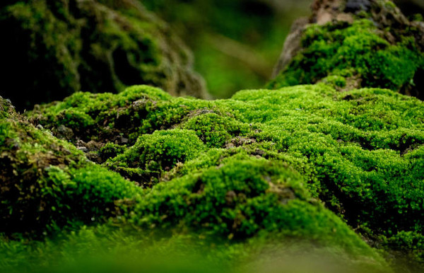 Os musgos são plantas de pequeno porte que formam verdadeiros tapetes verdes.