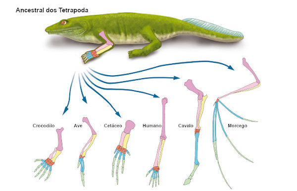 Todos os tetrápodes apresentam membros com dígitos, uma característica que indica ancestralidade comum.