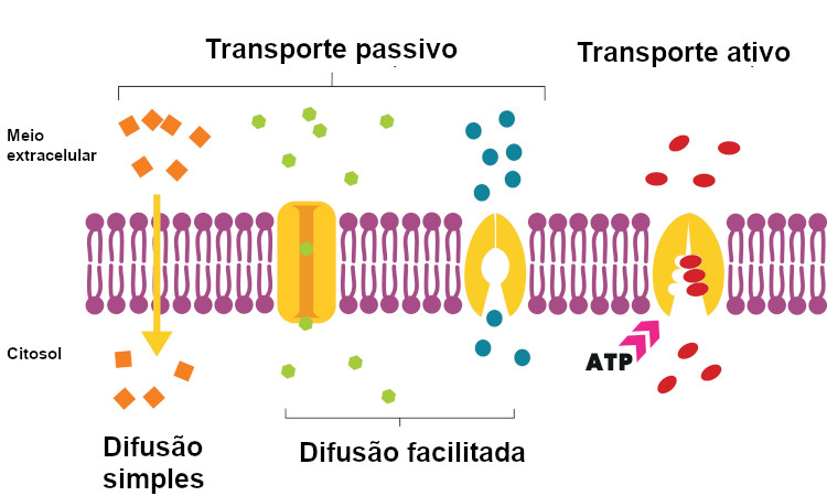 Esquema ilustrativo sobre a diferença entre transporte passivo e transporte ativo