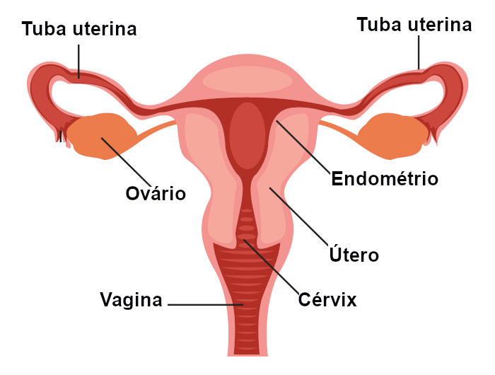 Ilustração das estruturas e órgãos do sistema reprodutor feminino.