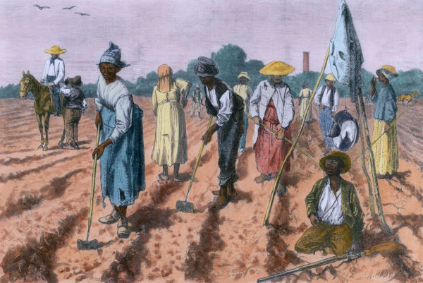 Gravura de africanos escravizados sendo supervisionados em uma plantação.