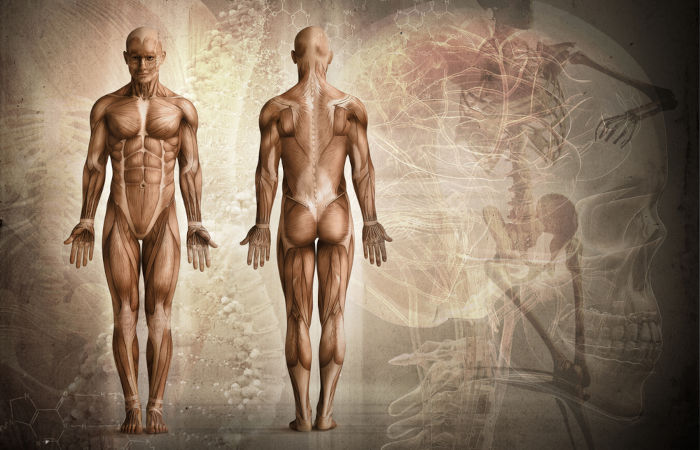 Ilustração do corpo humano com o sistema muscular em evidência.
