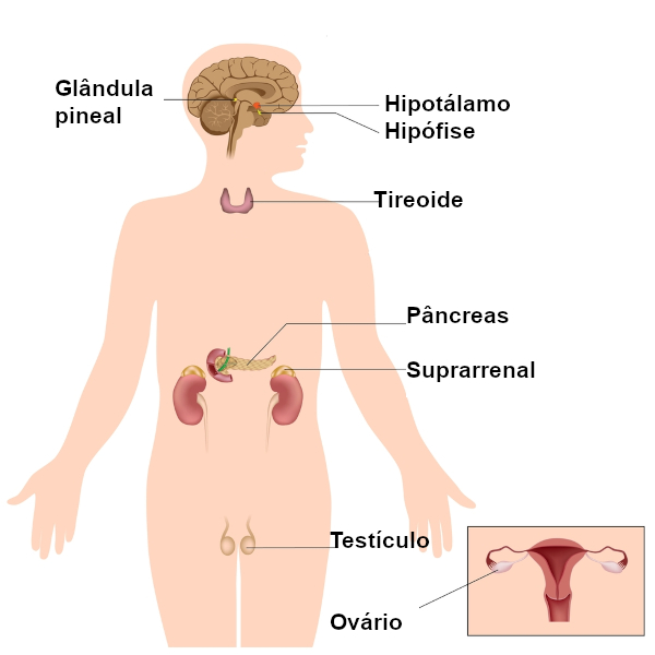Esquema ilustrativo da localização de algumas glândulas do sistema endócrino