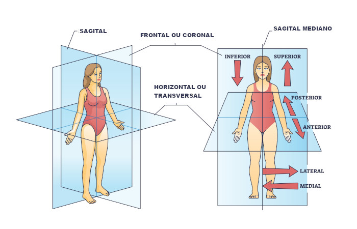 Ilustração do corpo humano em posição anatômica e dos planos anatômicos usados para dividi-lo.