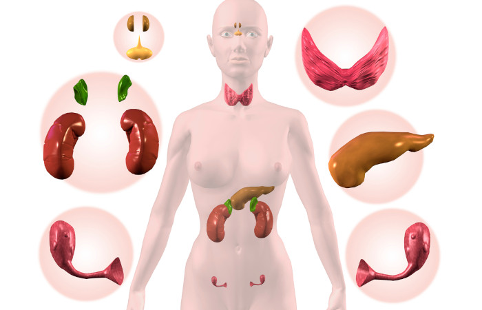 Ilustração do corpo humano rodeado das glândulas que compõem o sistema endócrino