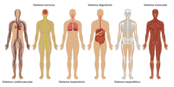Ilustração dos sistemas cardiovascular, nervoso, respiratório, digestório, esquelético e muscular.