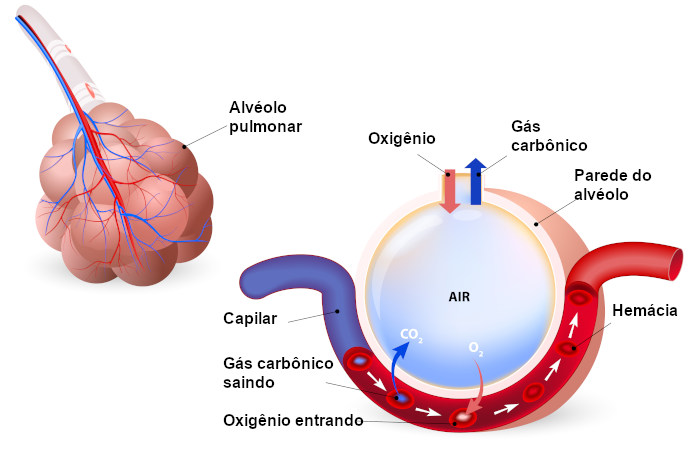  Ilustração da hematose ocorrendo nos alvéolos pulmonares.