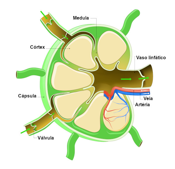 Ilustração de como funciona os filtros da linfa e sua estrutura