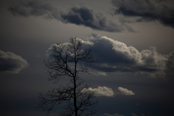 Nuvens escuras atrás de árvore sem folhas