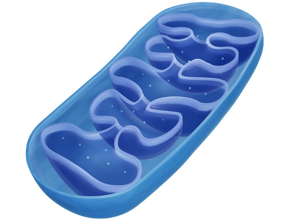 Ilustração da estrutura interna de uma mitocôndria