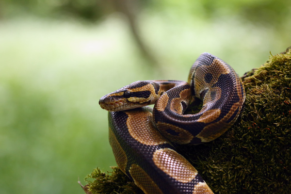 Bela píton real na grama. a cobra levantou a cabeça e se prepara