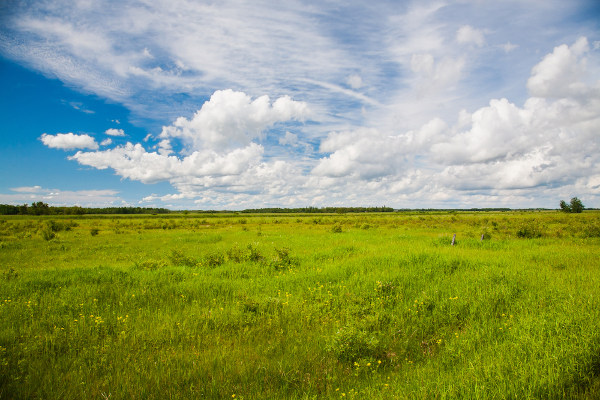 Tipo Planta (Grass), características e curiosidades 