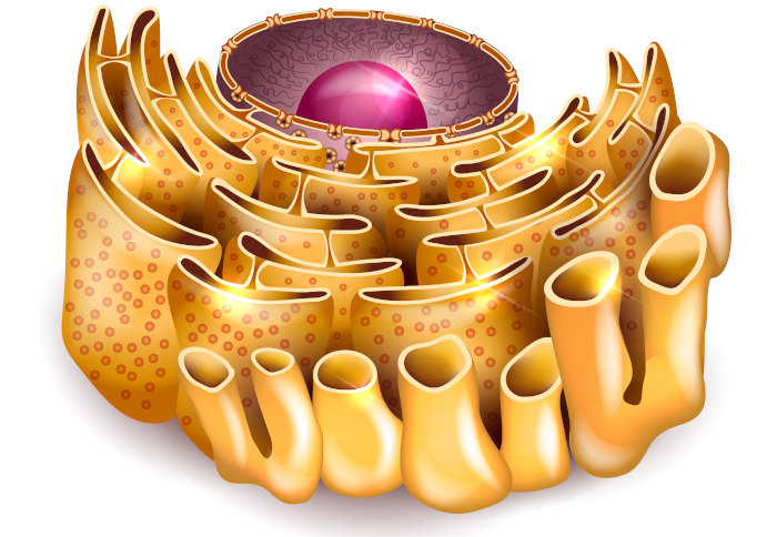 Ilustração da estrutura de um retículo endoplasmático