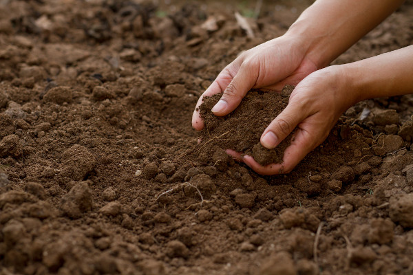 Vista aproximada de uma pessoa verificando a qualidade do solo com as mãos.