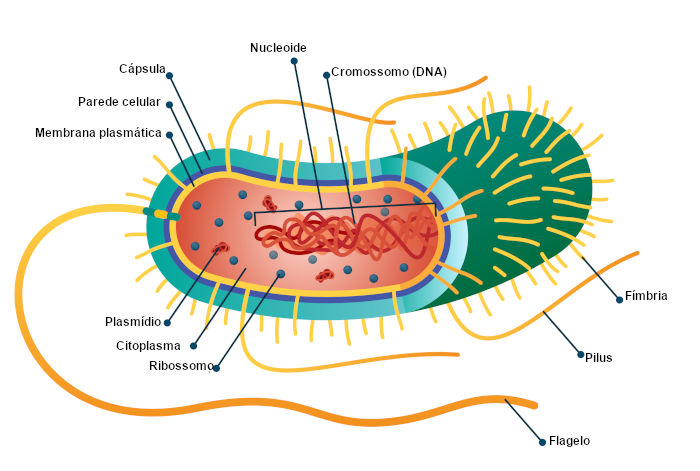  Ilustração esquemática das partes de uma célula procarionte